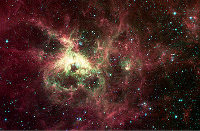Tarantula